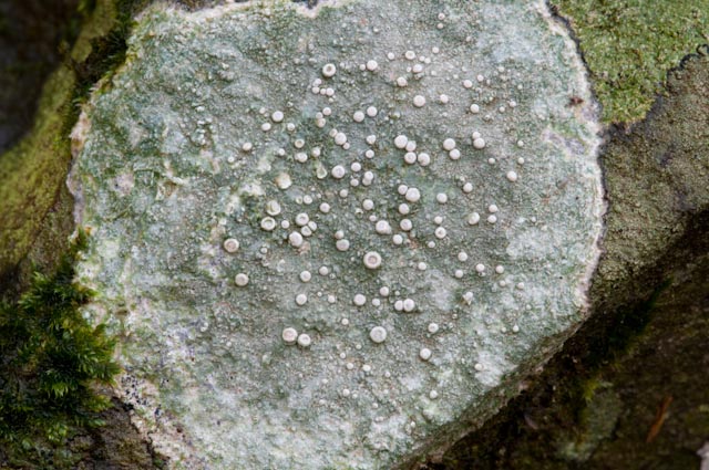 lichene 2 2010